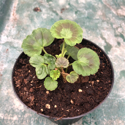 Pelargonium miniatur Minca