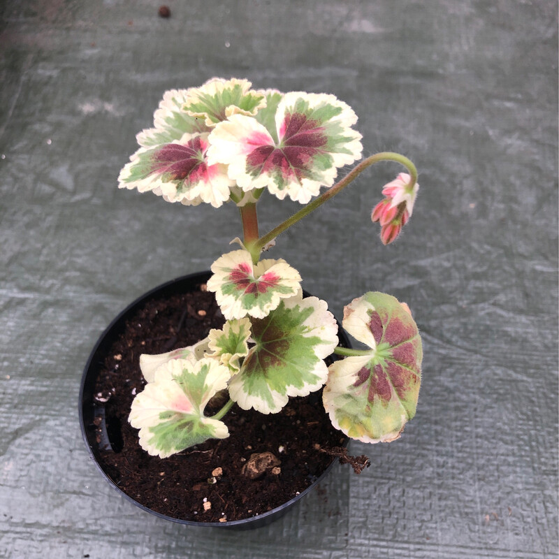 Pelargonium miniatur Silver Splash Pelargonium miniatur Silver Splash