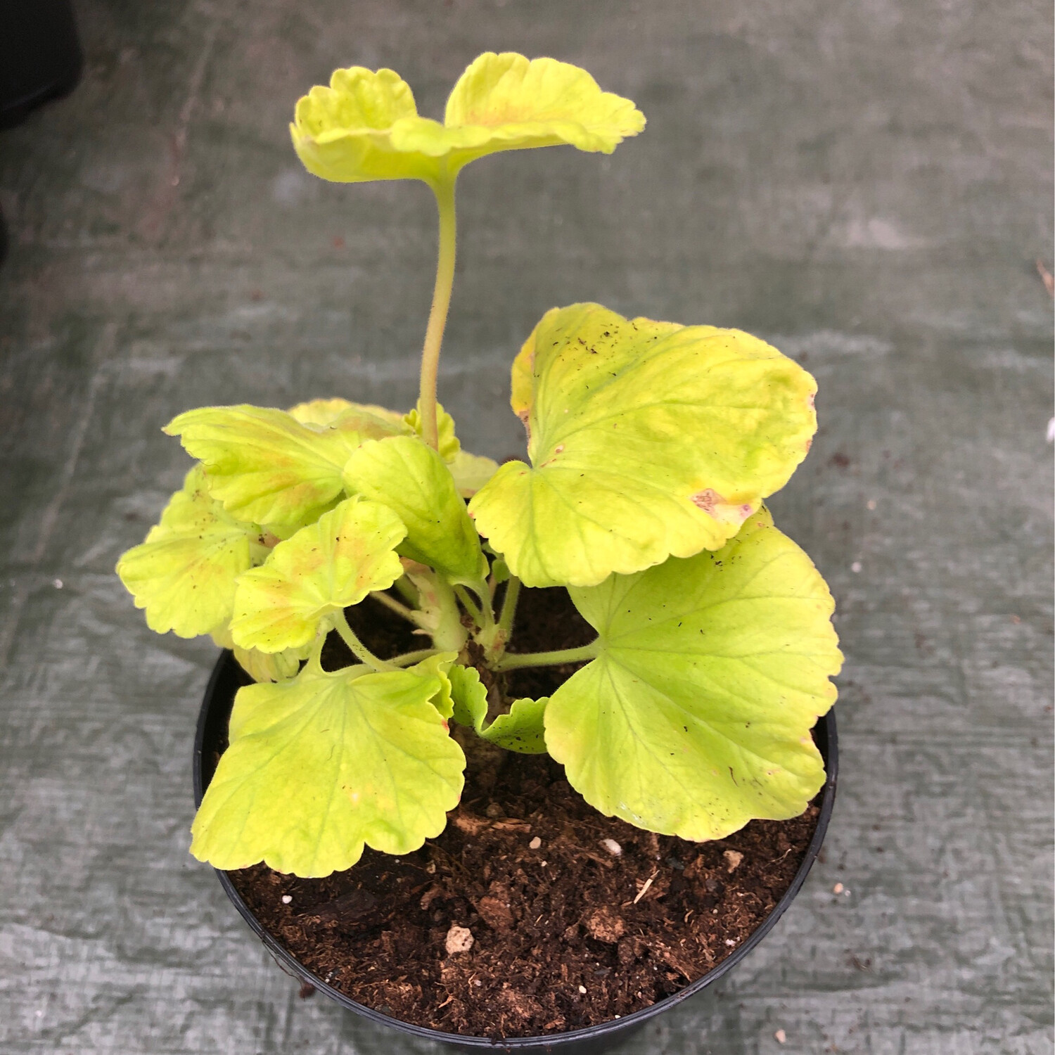 Pelargonium miniatur Friary Wood