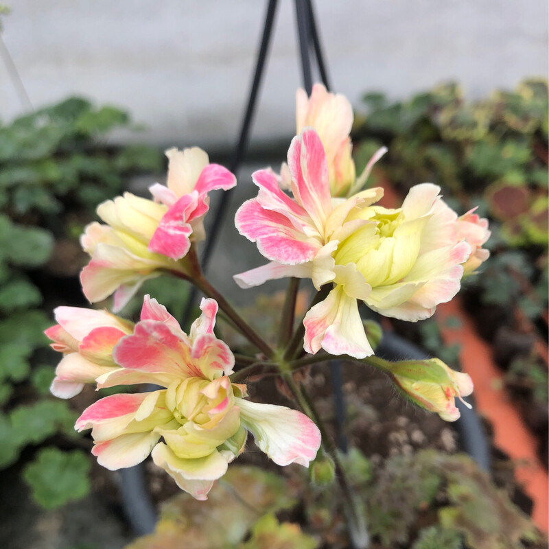 Pelargonium zonartic Rushmoor Sava