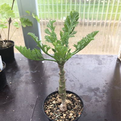 Pelargonium brevipetalum
