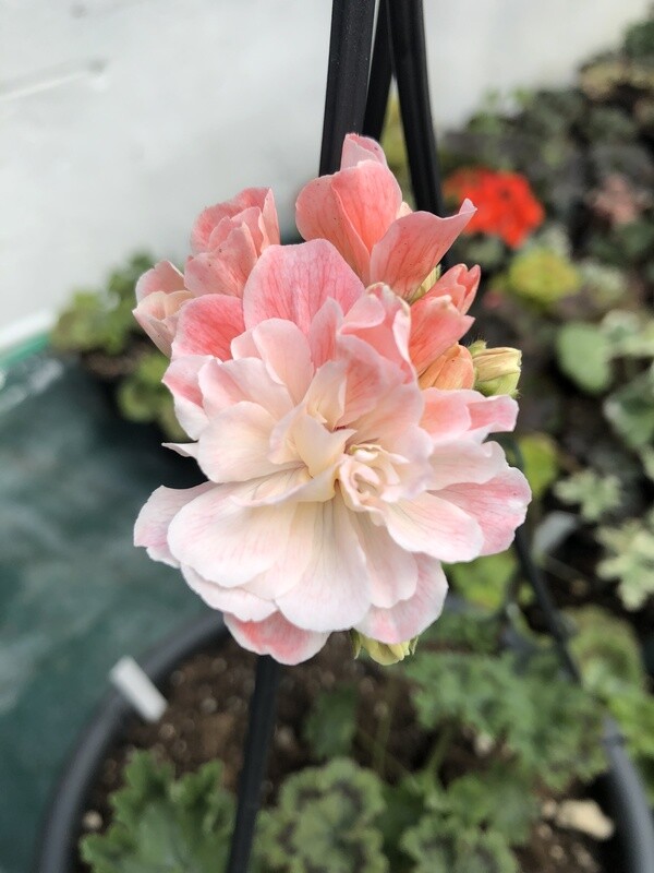 Pelargonium Zonartic Cara Gioia