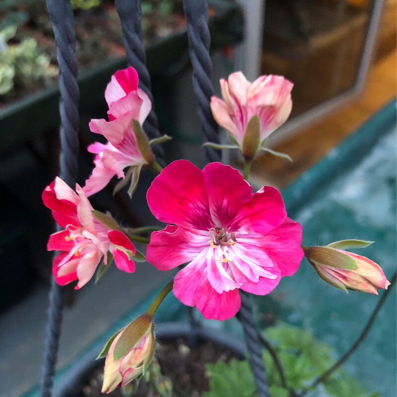 Pelargonium zonartic Lara Meisha