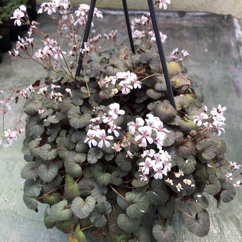 Pelargonium australe Tasmanian Form Pelargonium australe Tasmanian Form