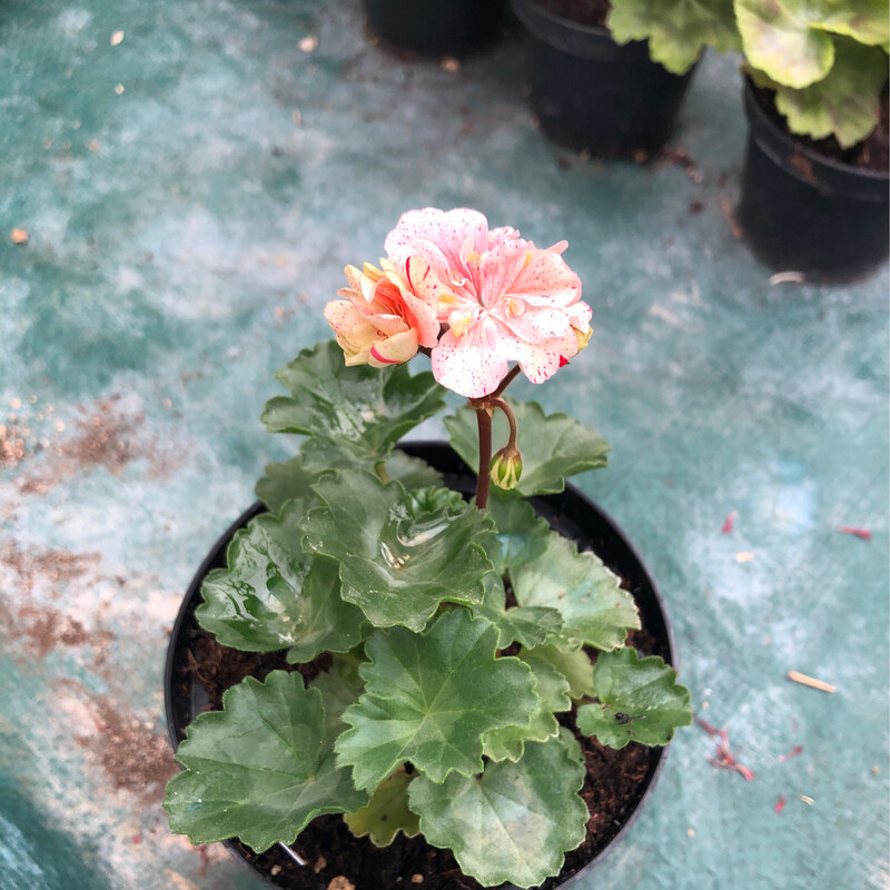 Pelargonium miniatur Petrei Miky