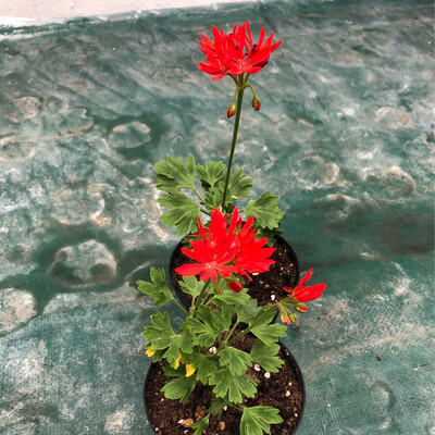 Pelargonium miniatur Red Witch