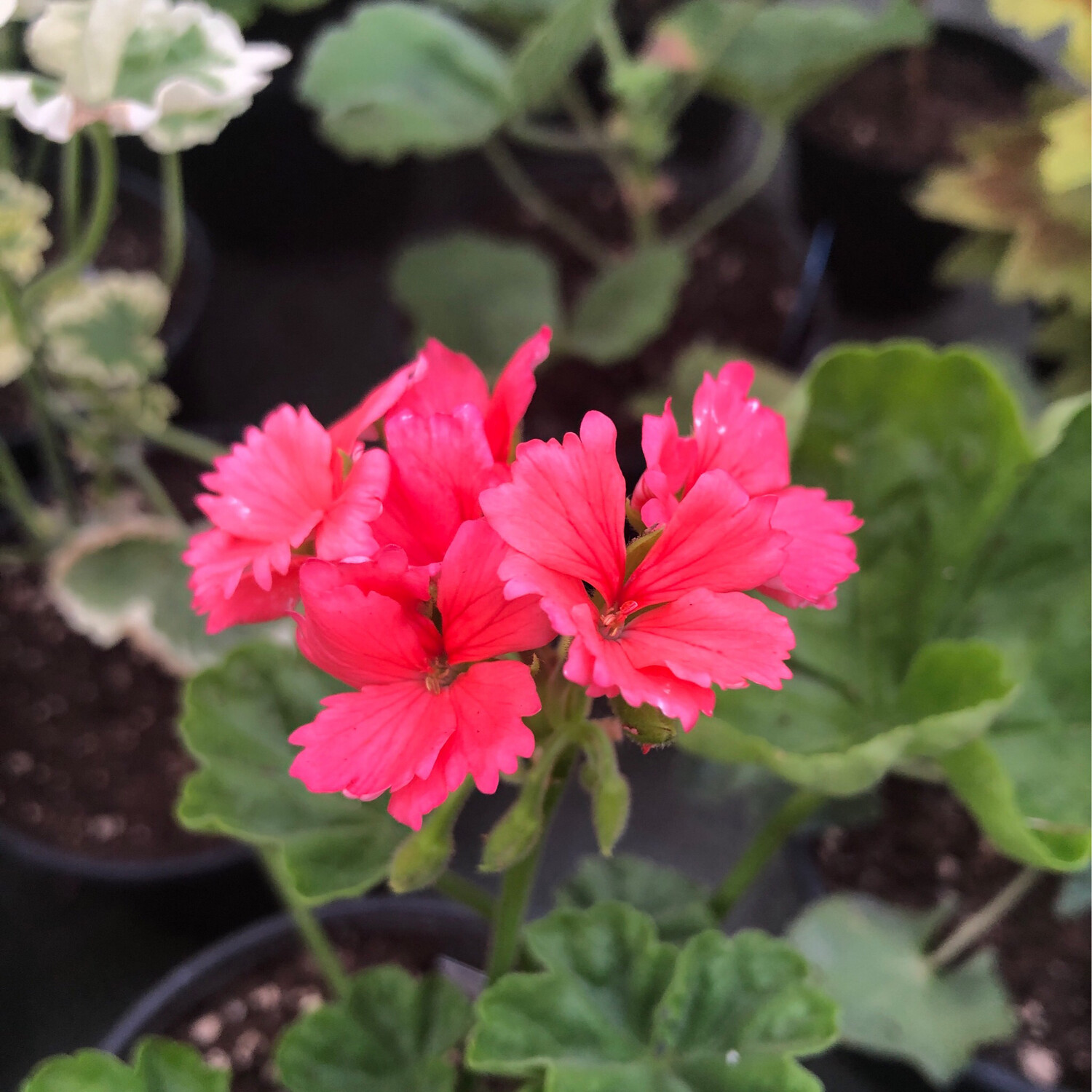 Pelargonium hortorum Skelly´s Pride