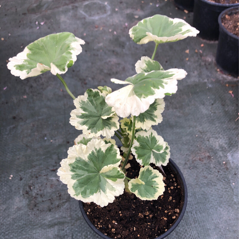 Pelargonium hortorum Flower of Spring