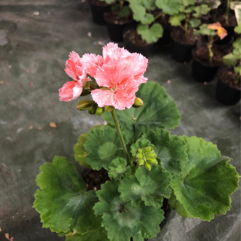 Pelargonium hortorum Pukin Kili