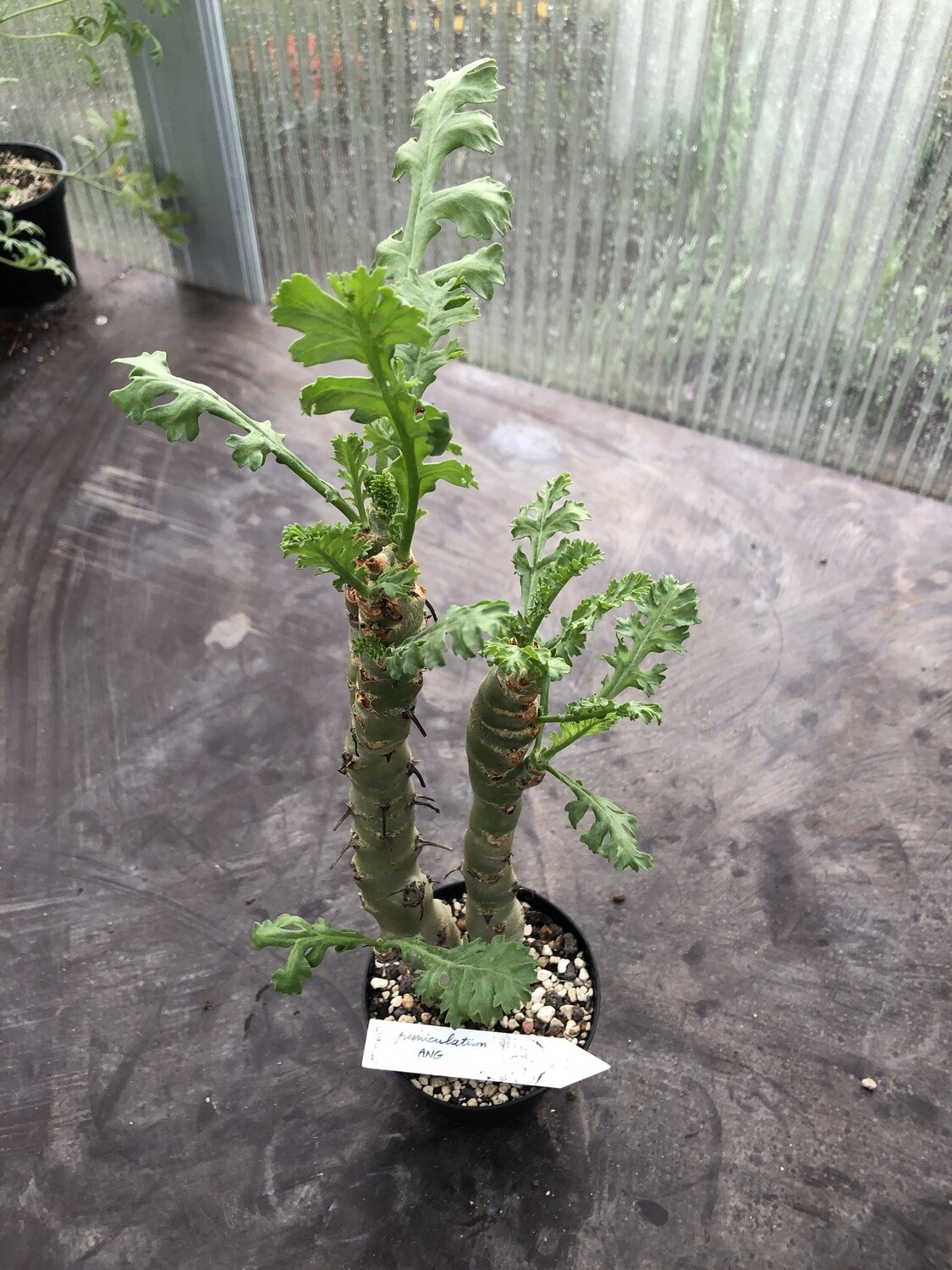 Pelargonium paniculatum Var.2