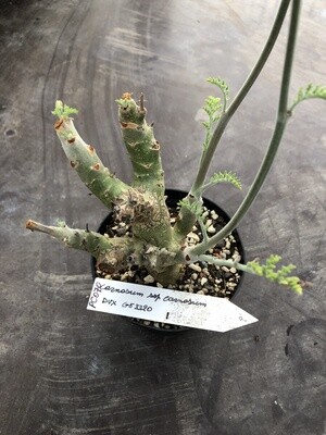 Pelargonium carnosum ssp. carnosum