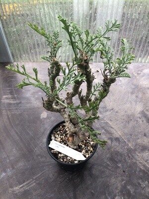Pelargonium carnosum Var.2