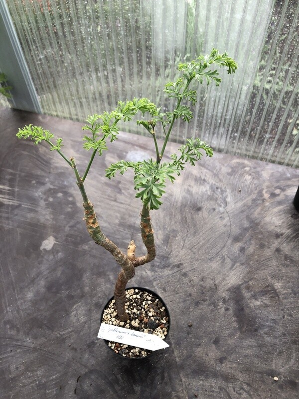 Pelargonium gibbosum X laxum