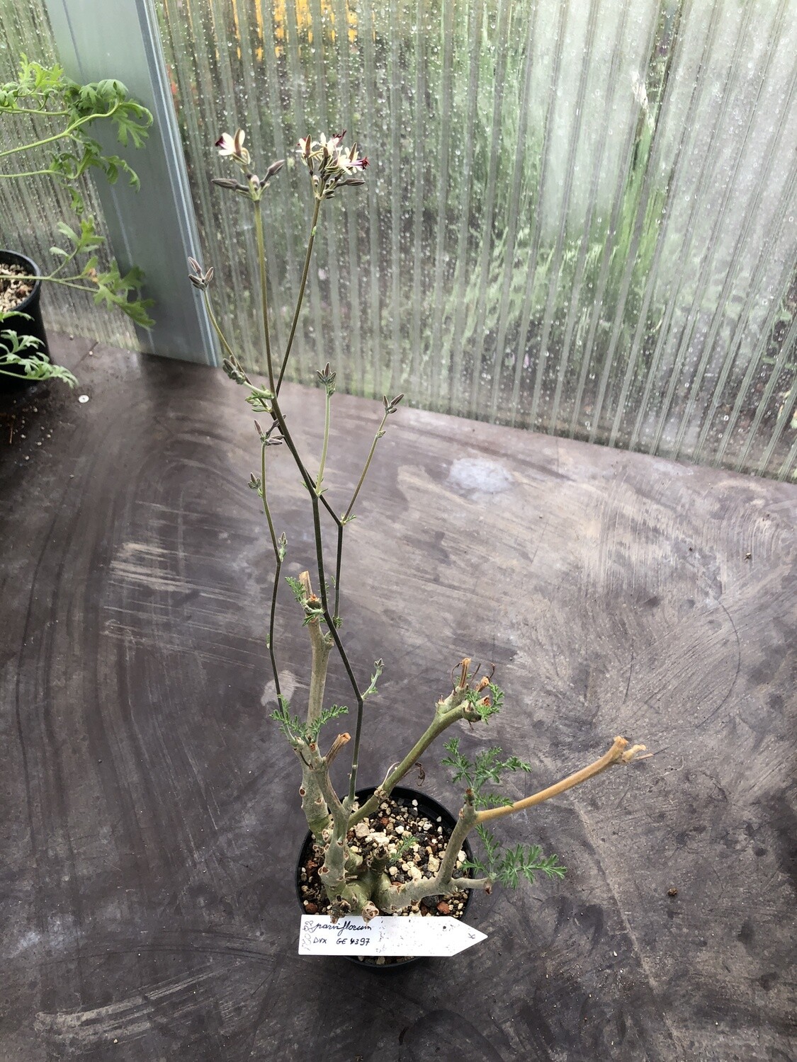 Pelargonium parviflorum Kamieskroon