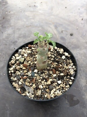 Pelargonium ceratophyllum Var.3