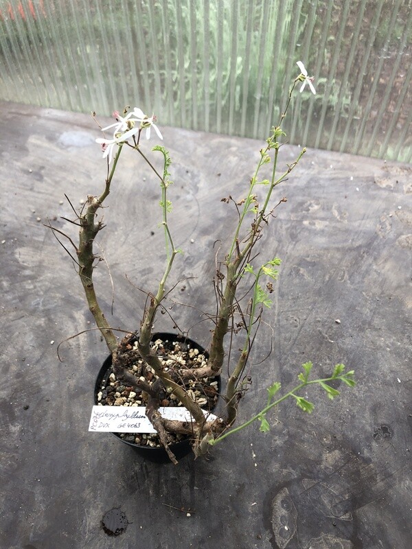 Pelargonium dasyphyllum Var. STEU 2852 Pelargonium dasyphyllum Var. STEU 2852