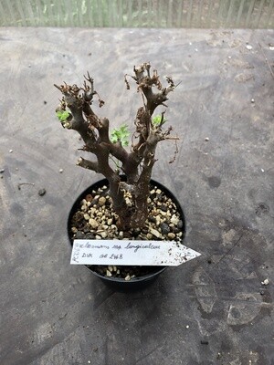 Pelargonium alternans ssp. longicalcar ex. Rooinek Pass