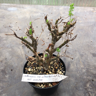 Pelargonium alternans ssp. alternans