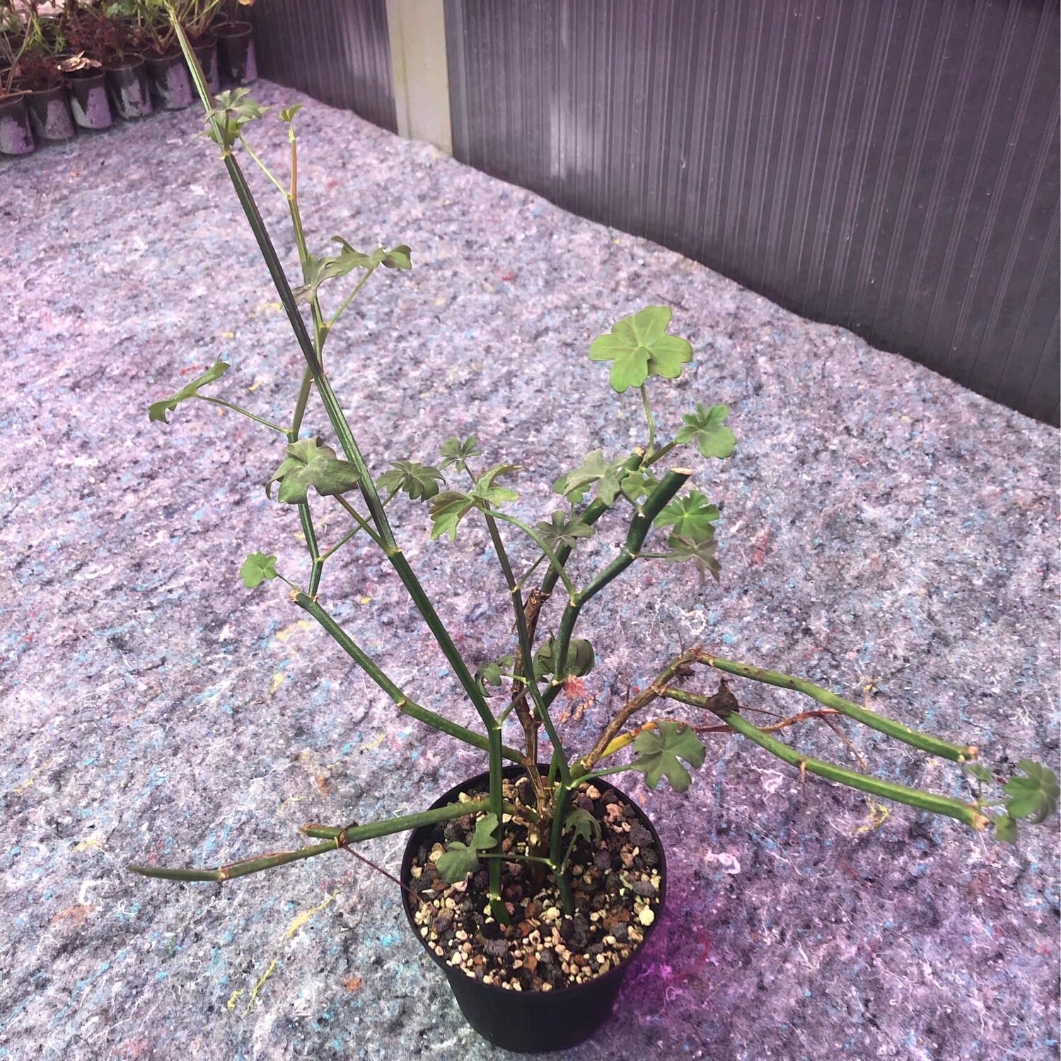 Pelargonium tetragonum Steenbok Vlakte