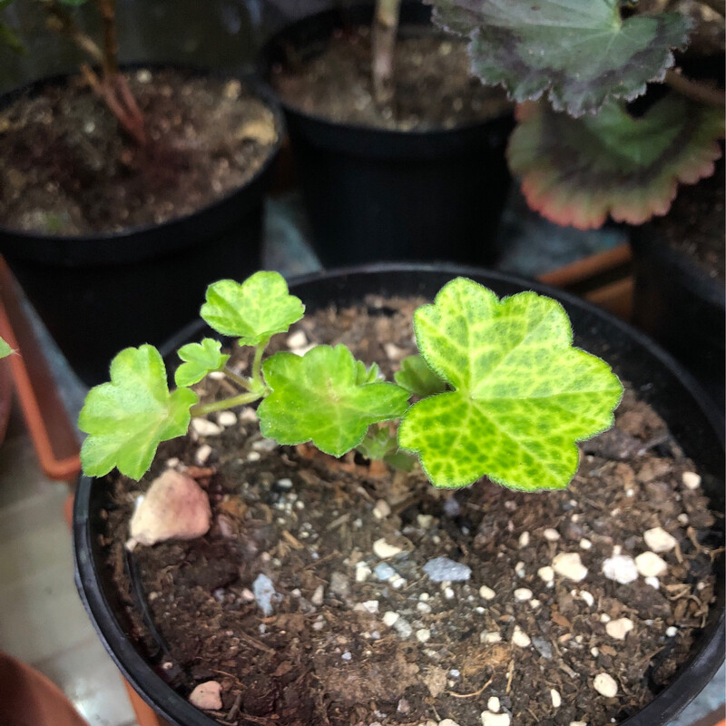 Pelargonium peltatum miniatur Laced Sugar Baby