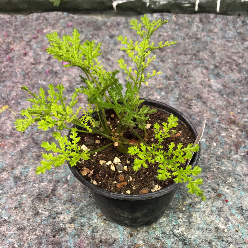 Pelargonium radens