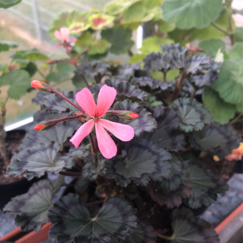 Pelargonium miniatur Dresden Pink