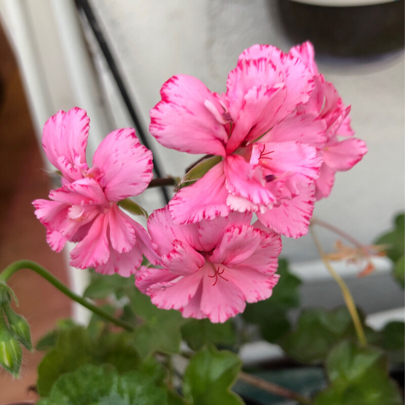 Pelargonium peltatum Jean Bart