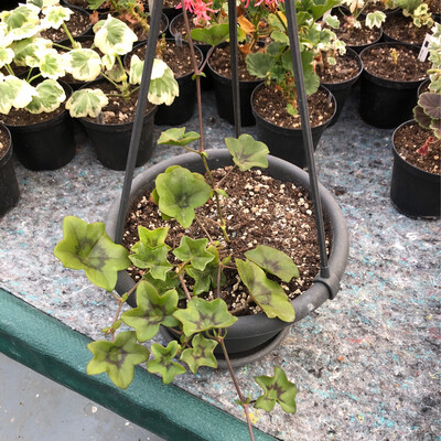 Pelargonium peltatum Outshoorn