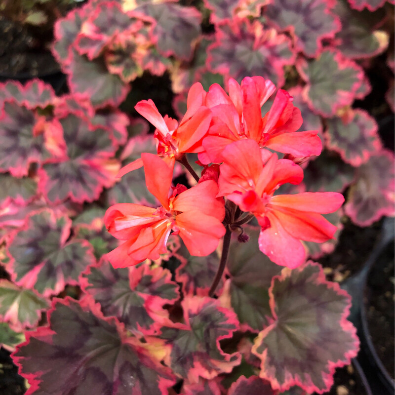 Pelargonium miniatur Ray Bidwell