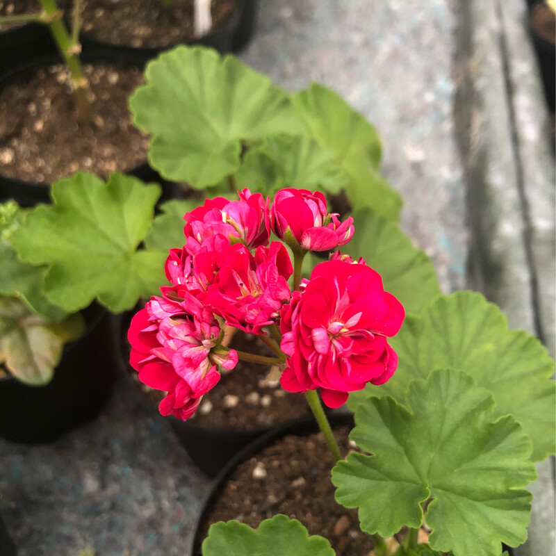 Pelargonium hortorum Plum Rambler
