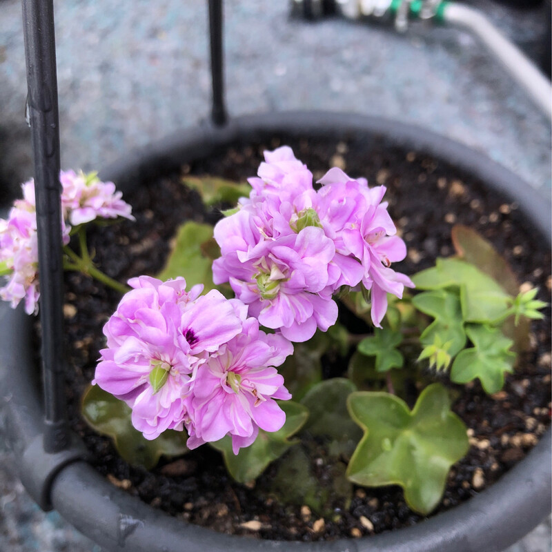 Pelargonium peltatum Green Goddess Pelargonium peltatum Green Goddess