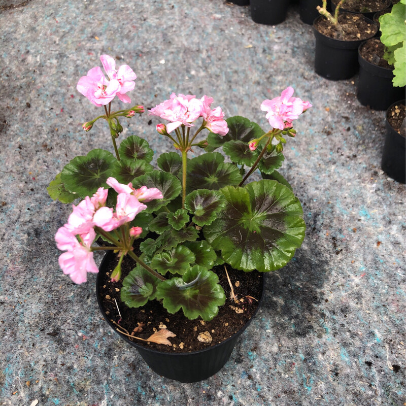 Pelargonium miniatur Para's Memory Pelargonium miniatur Para's Memory