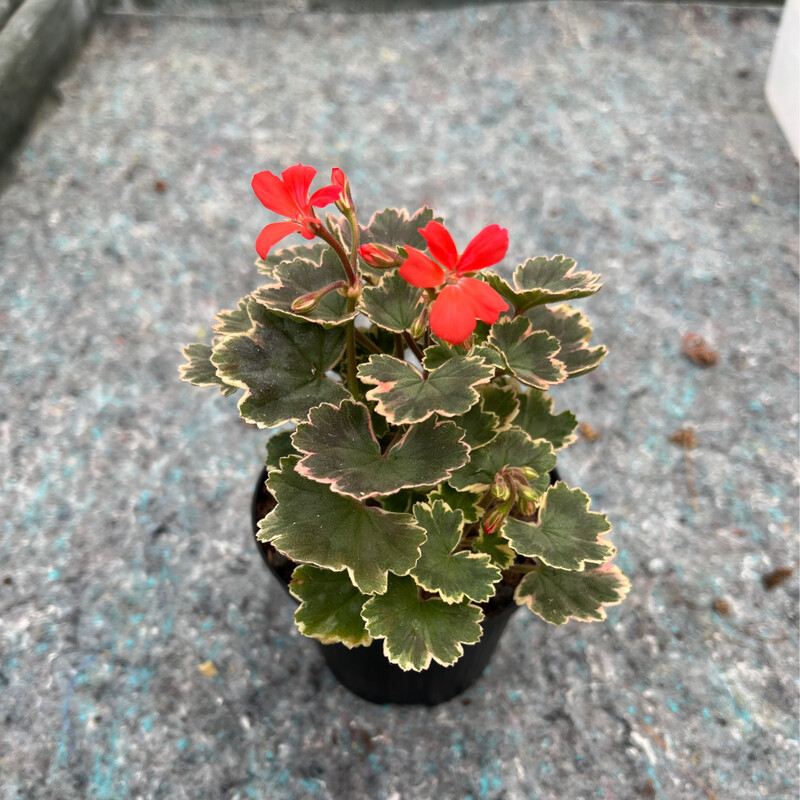 Pelargonium miniatur Grey Sprite