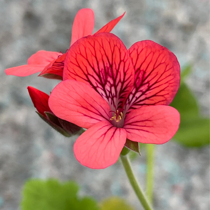 Pelargonium Cucullidum