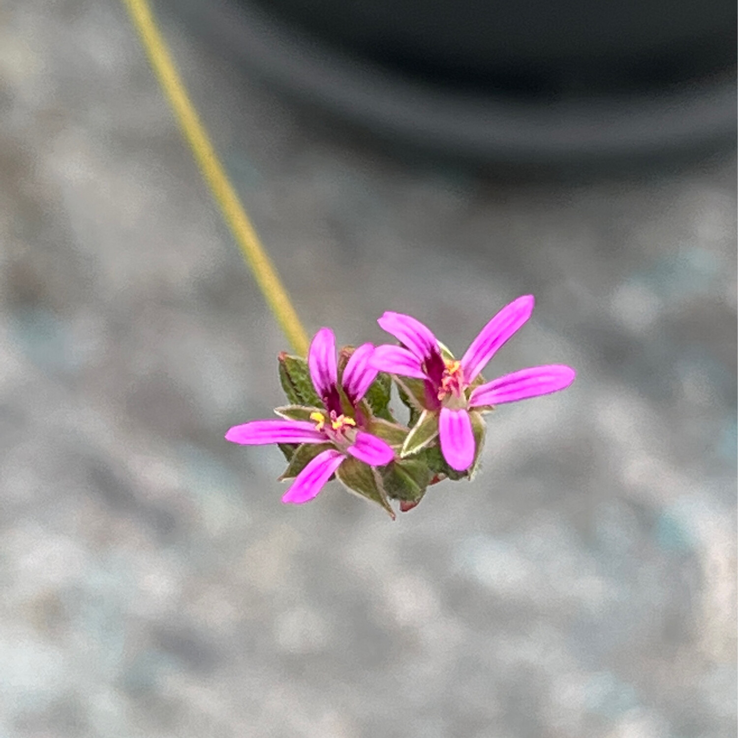 Pelargonium grossularioides