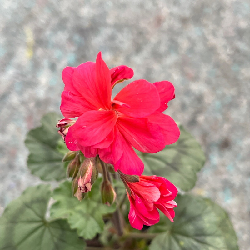 Pelargonium miniatur Royal Norfolk Pelargonium miniatur Royal Norfolk