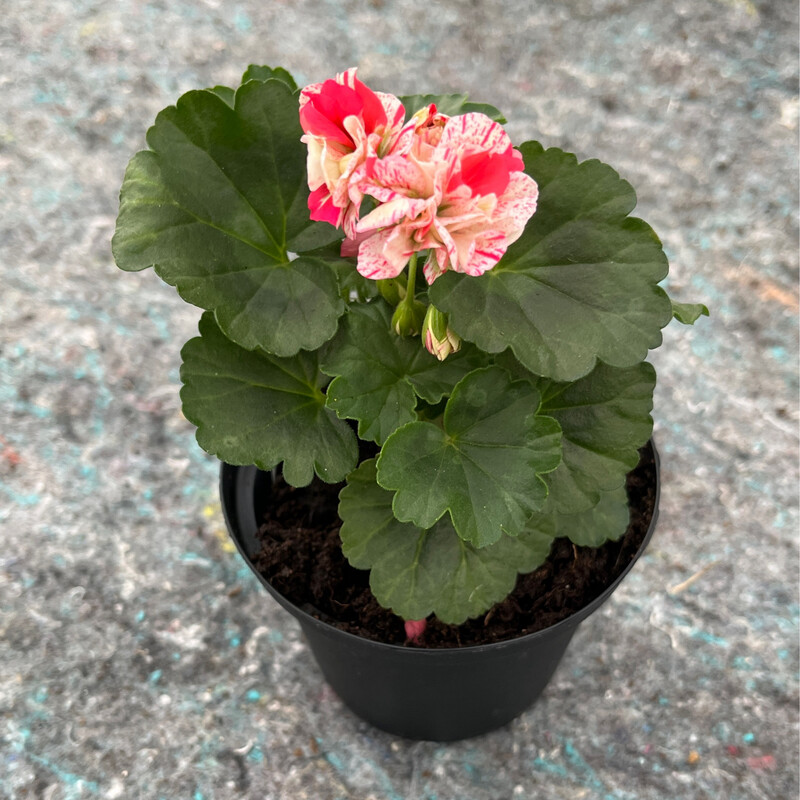 Pelargonium miniatur Sundown