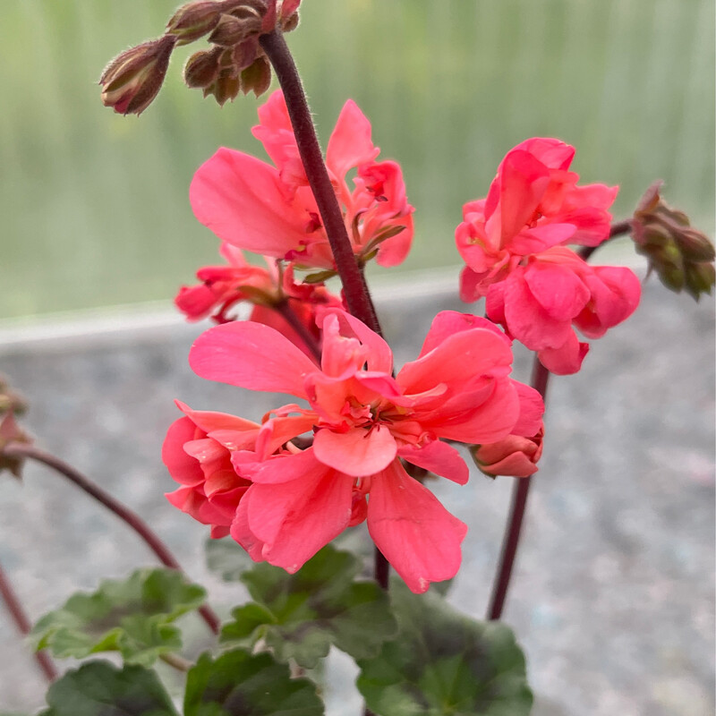 Pelargonium miniatur Paul West