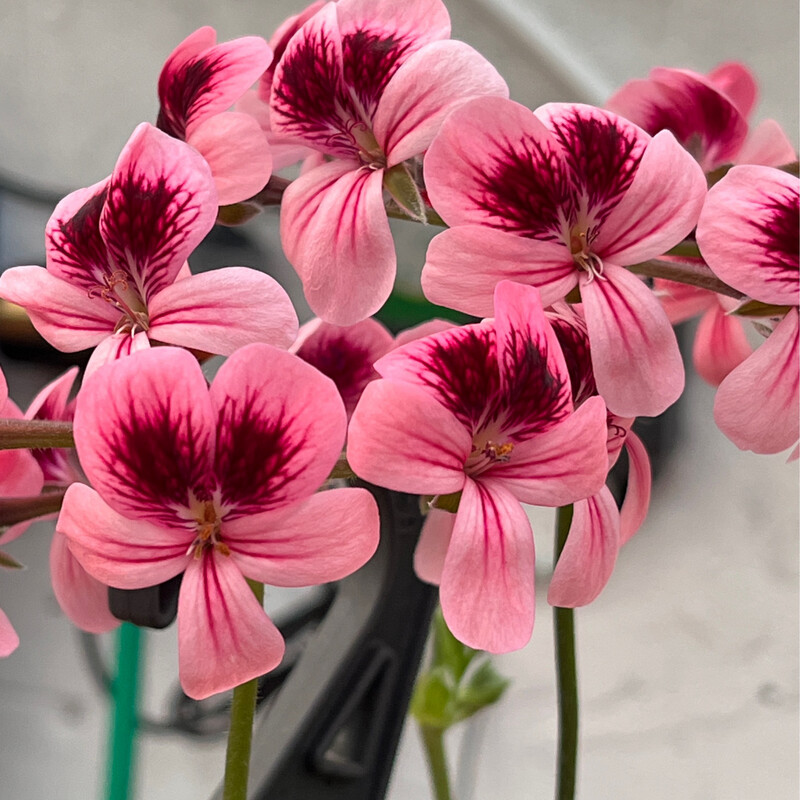 Pelargonium Pomona