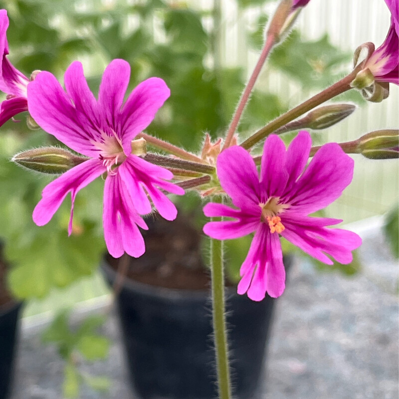 Pelargonium Para's Dreamdancer