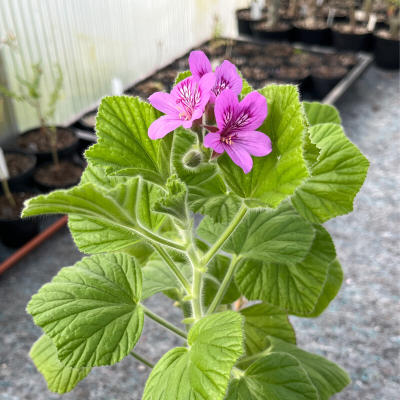 Pelargonium cucullatum var. angulosum