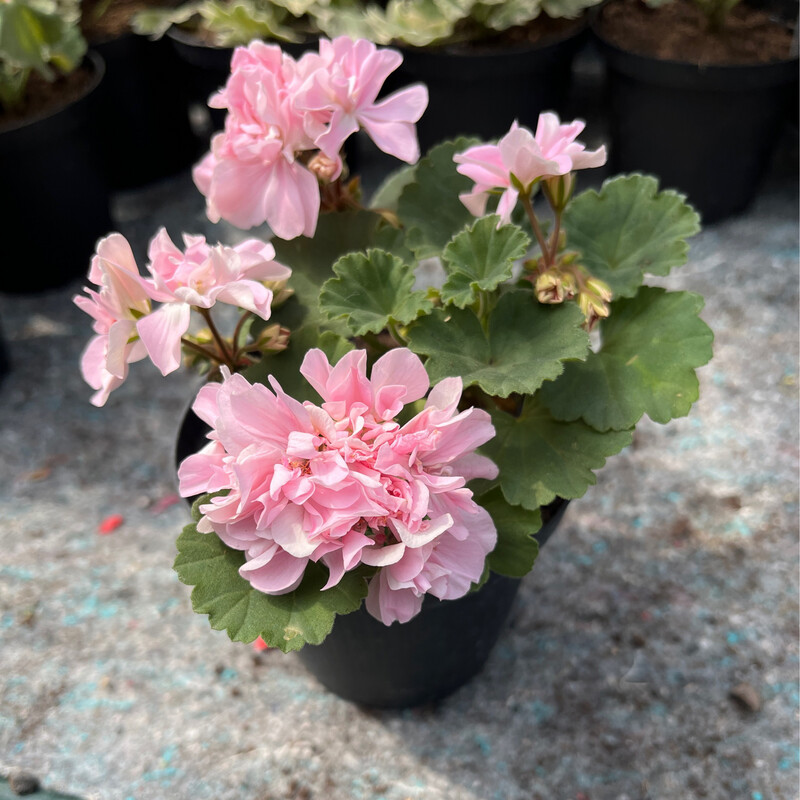Pelargonium miniatur Cupid