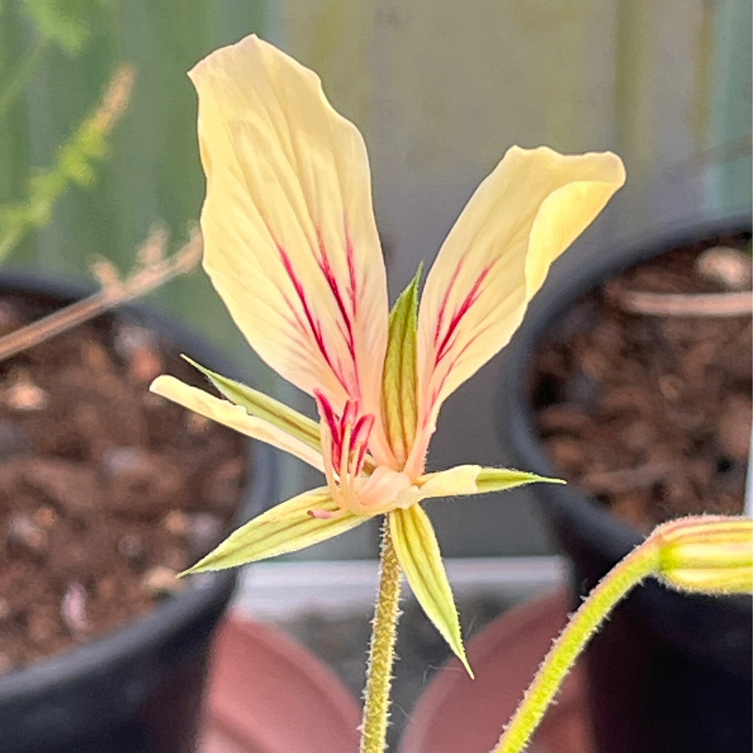 Pelargonium longicaule ssp. angustipetalum