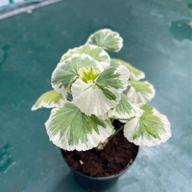 Pelargonium hortorum Spitfire