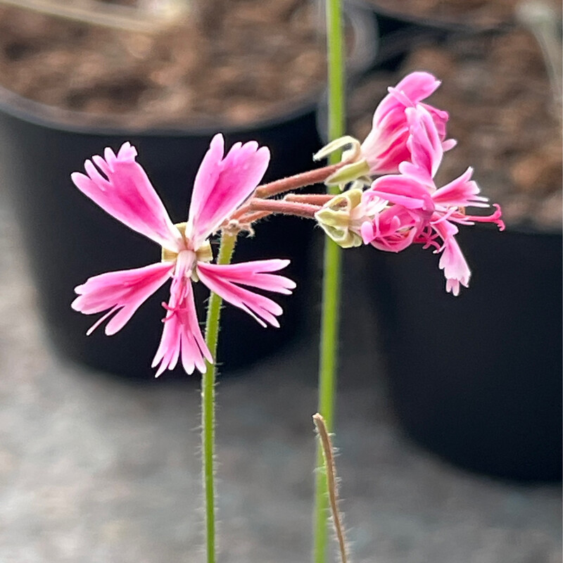 Pelargonium Neglexi Liliput