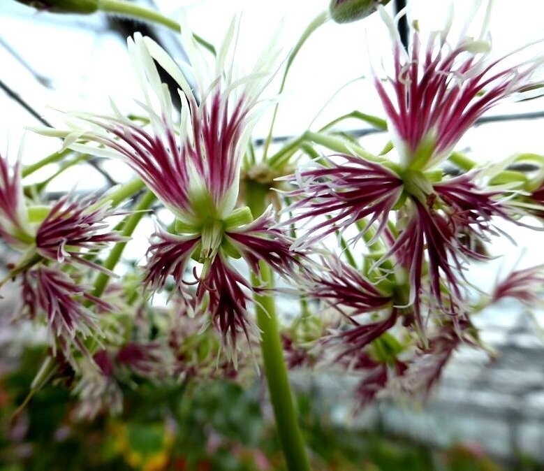 Pelargonium amatymbicum