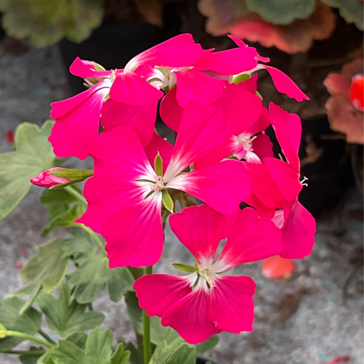 Pelargonium hortorum Para's Sweet Marie