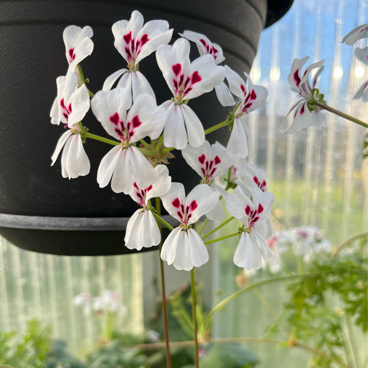 Pelargonium echinatum Two Spots