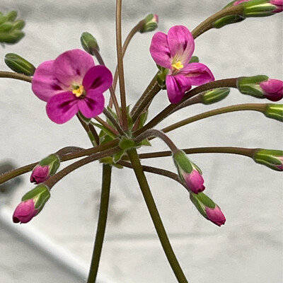 Pelargonium Tristesse Amethyst