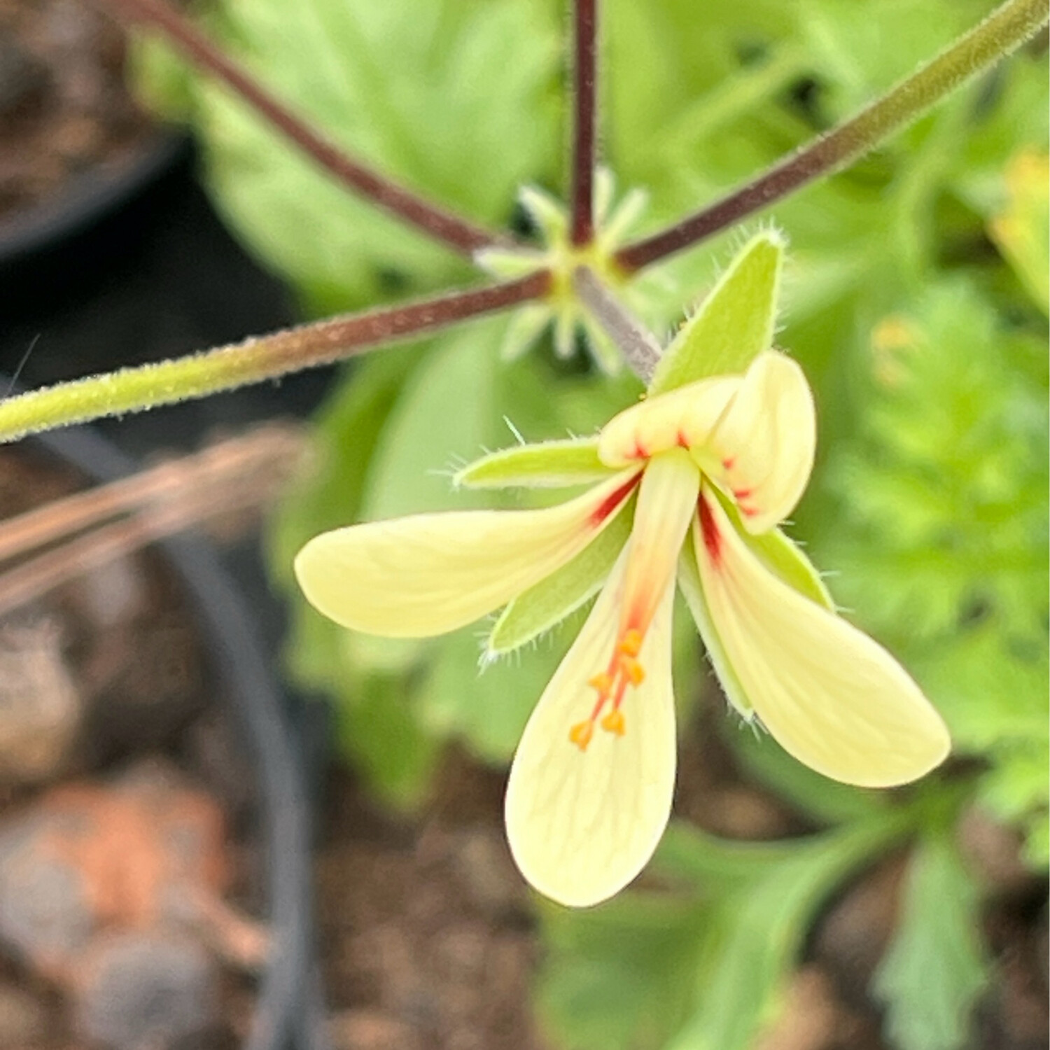 Pelargonium hystrix